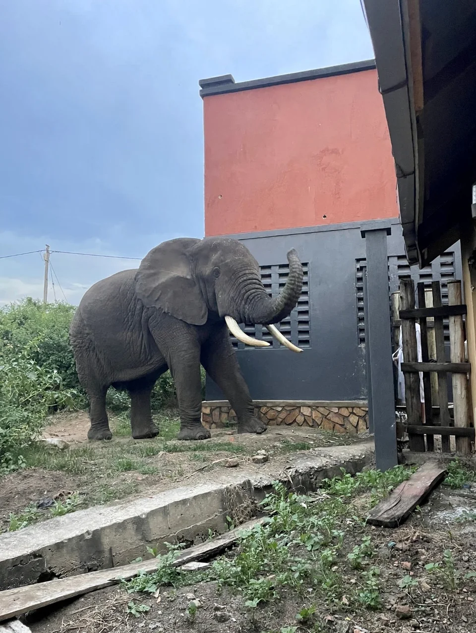 An elephant standing beside a building and an open gate.