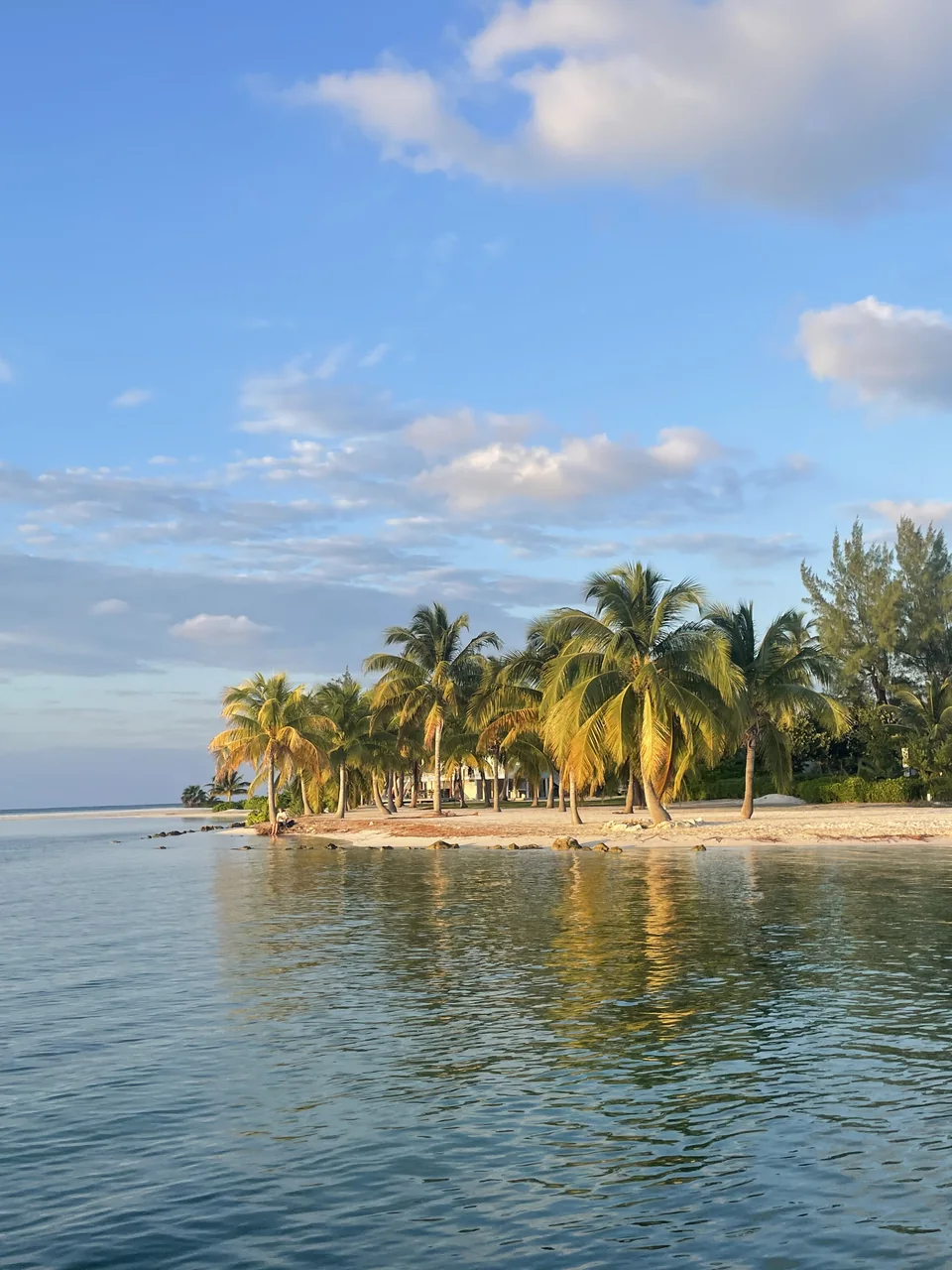Palm trees along a quiet shoreline beneath a blue sky.