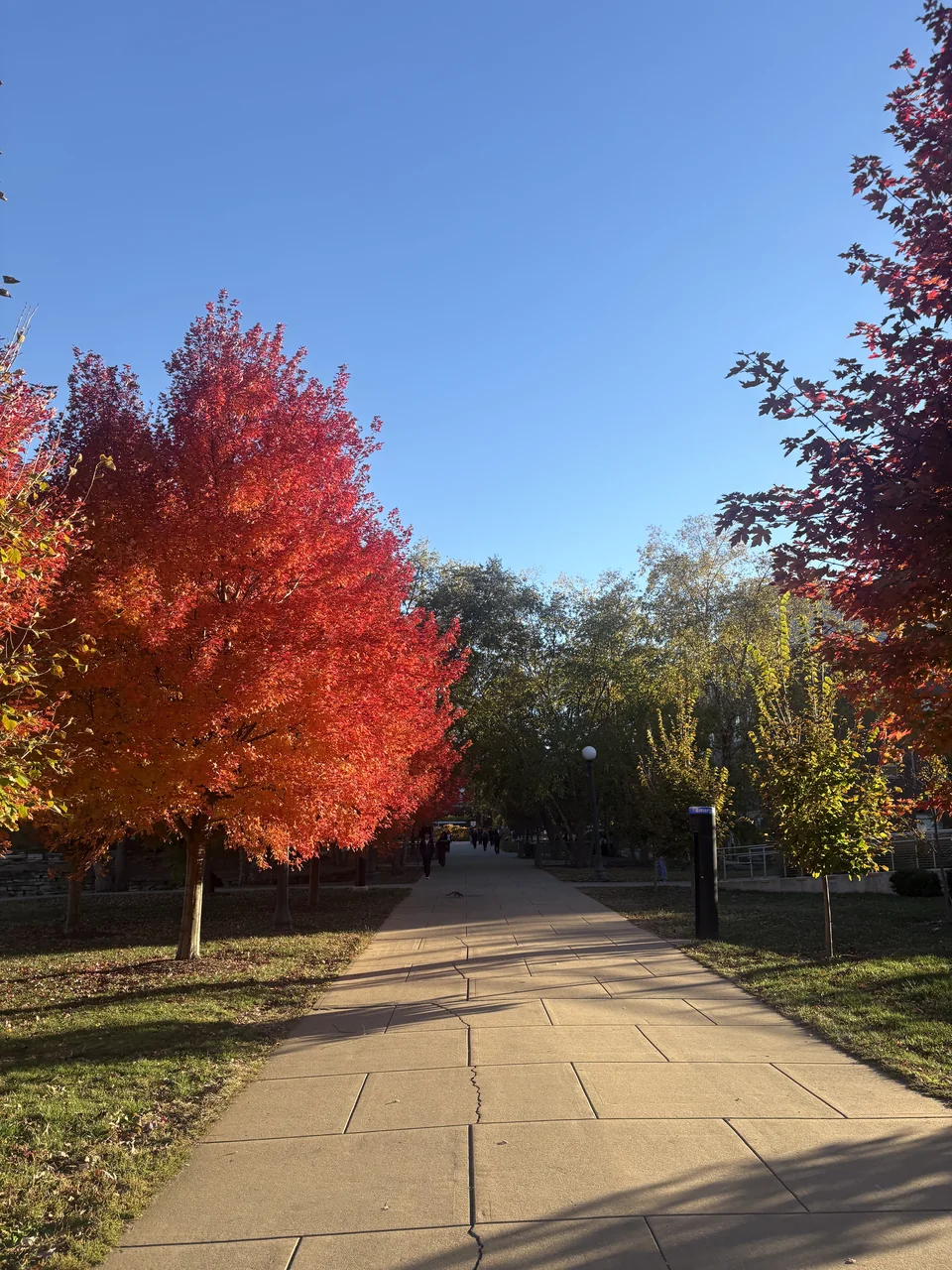 Red and orange leaves beside a sunlit paved path.