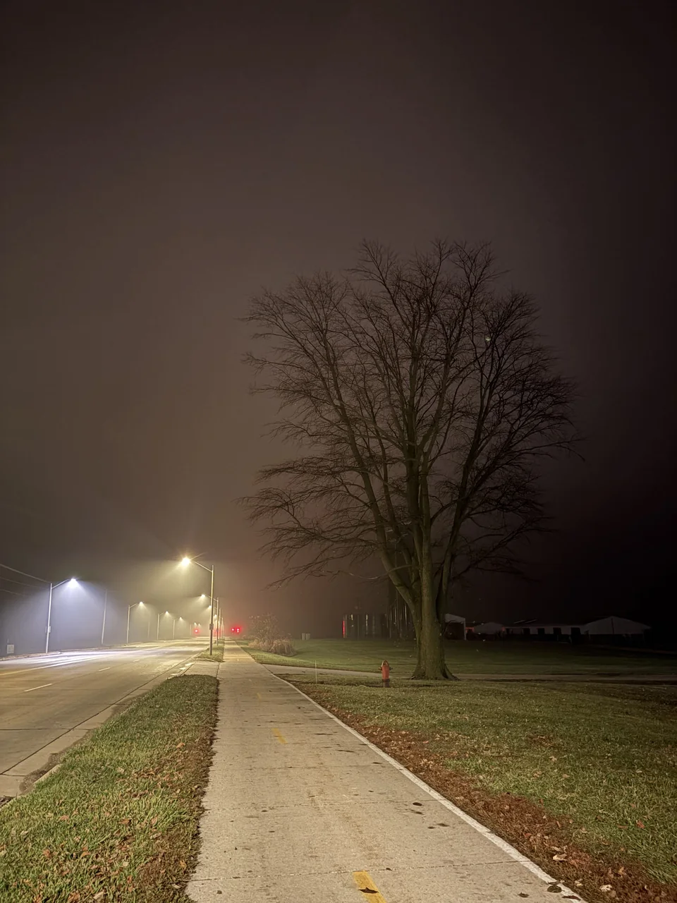 A tree and sidewalk beneath streetlights on a foggy night.